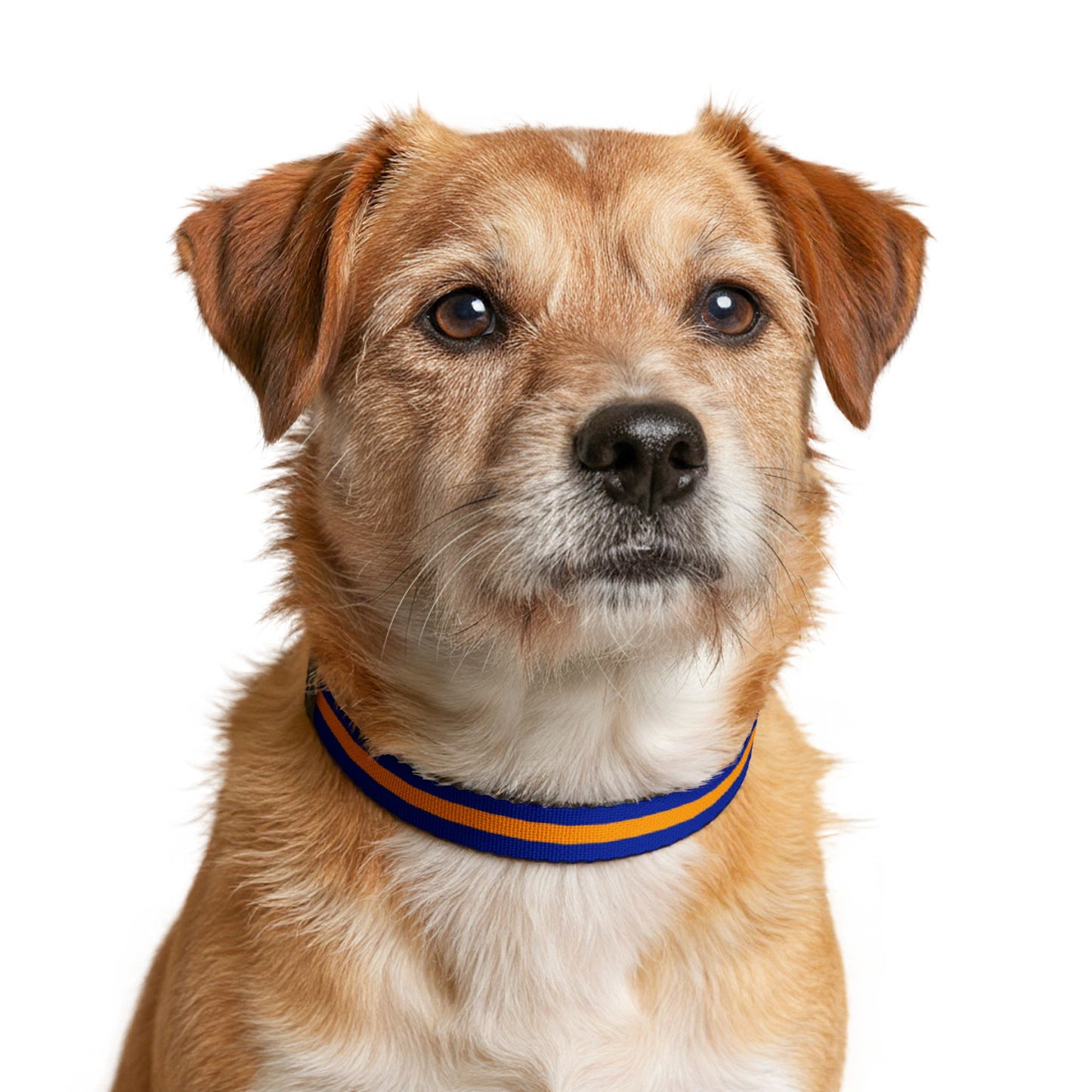 OKeefe Pet Collar