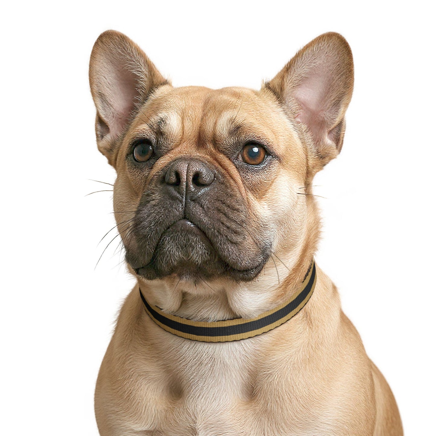 Charbonnet Pet Collar