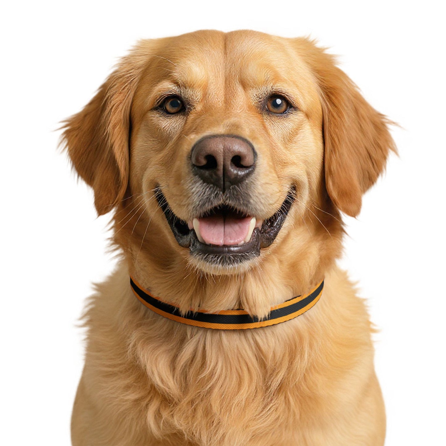 Chartres Pet Collar