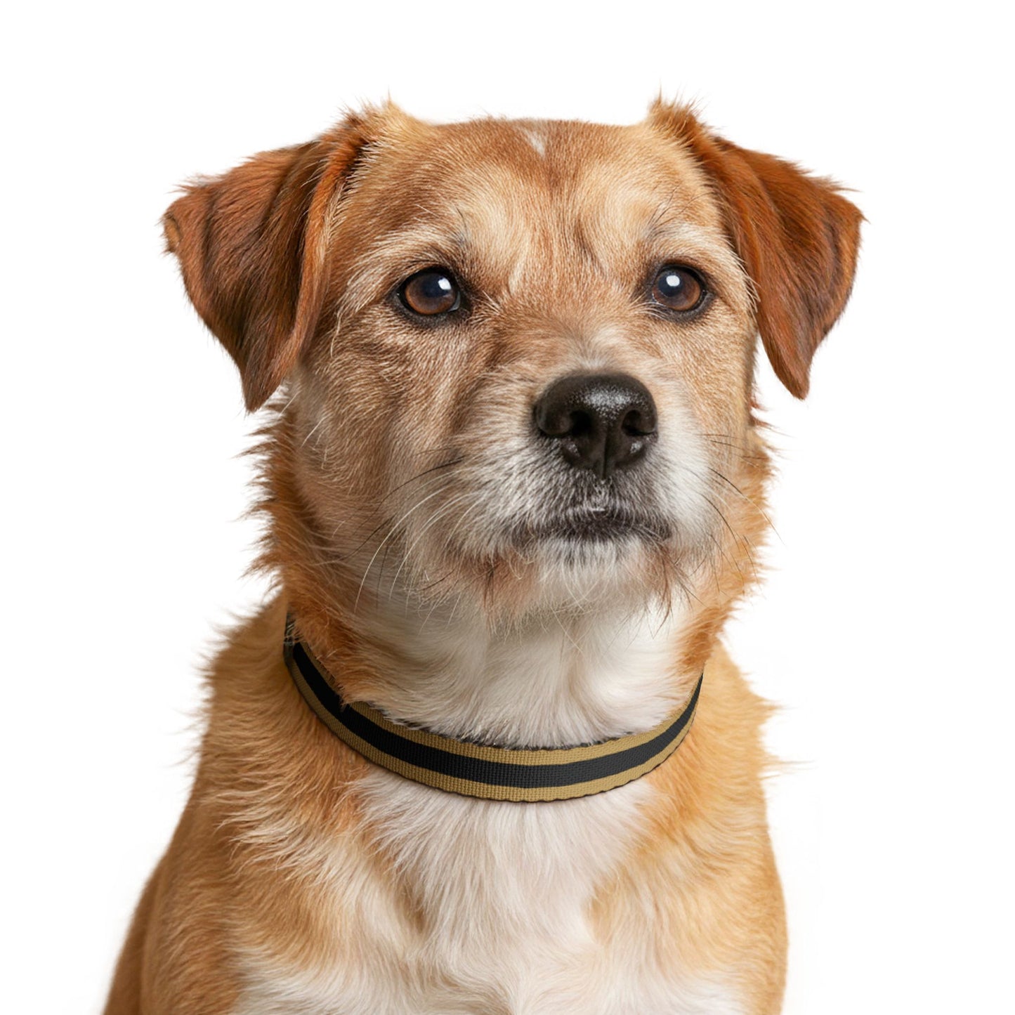 Charbonnet Pet Collar