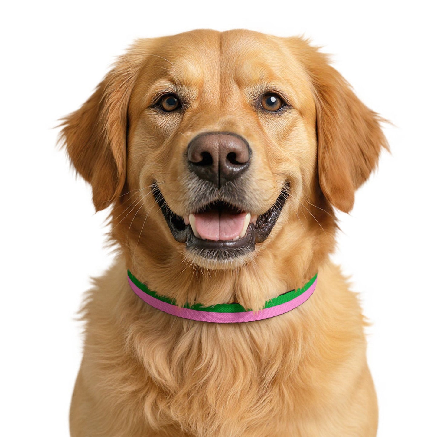 Lacombe Pet Collar