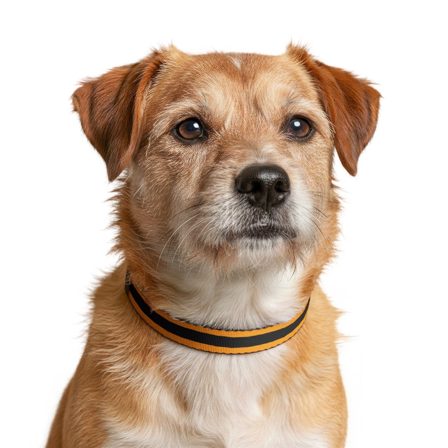 Chartres Pet Collar