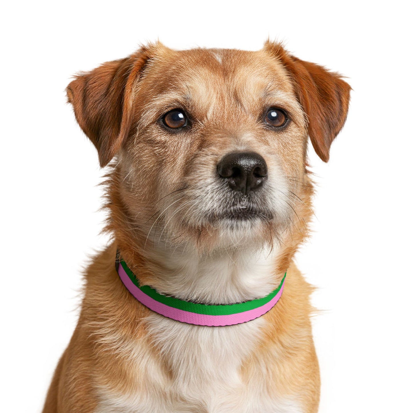 Lacombe Pet Collar