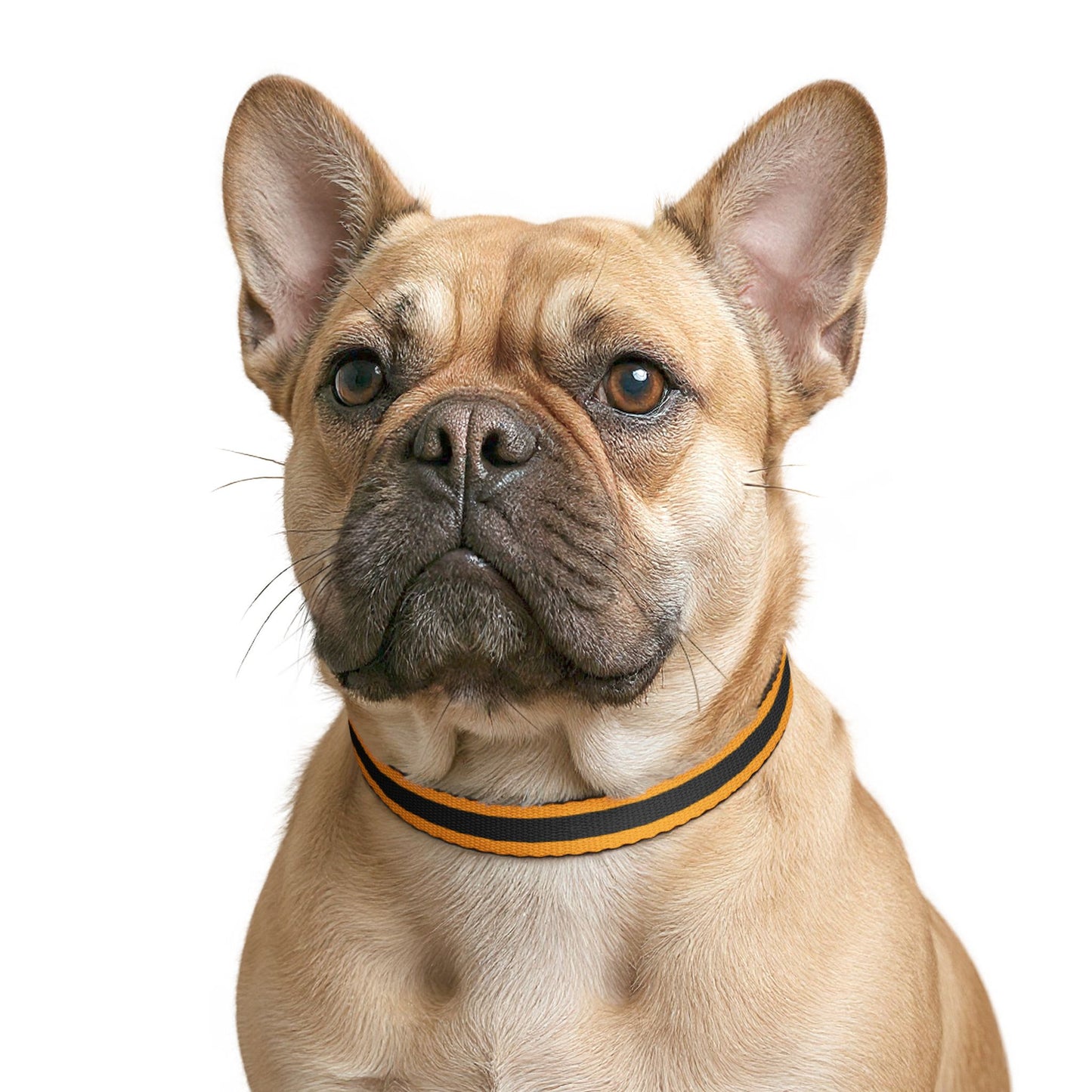 Chartres Pet Collar